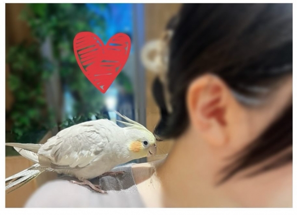 こんばんは🐈‍⬛🌙画像