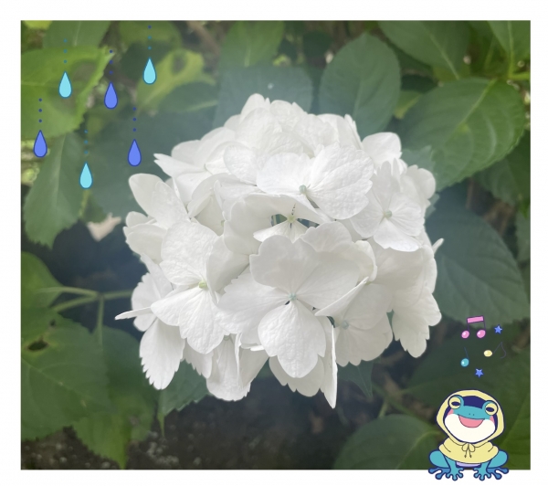 本日🪻画像