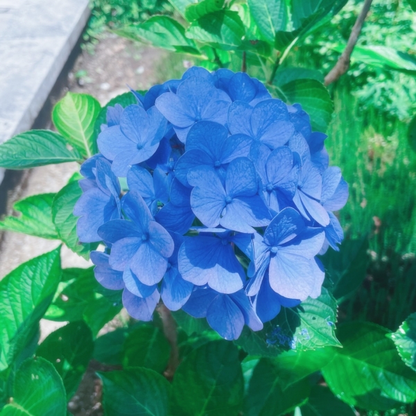 本日🪻画像