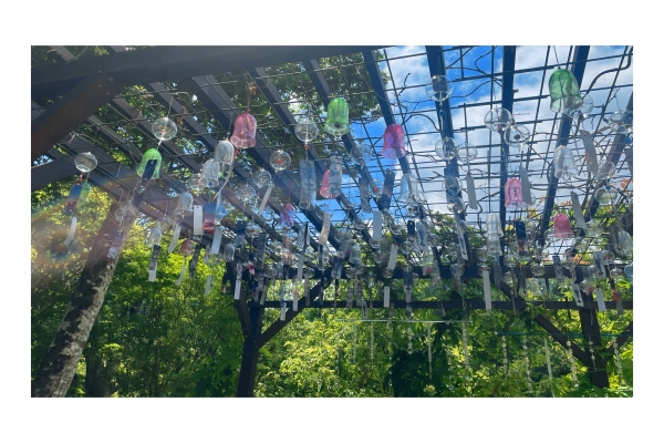 本日🪻画像