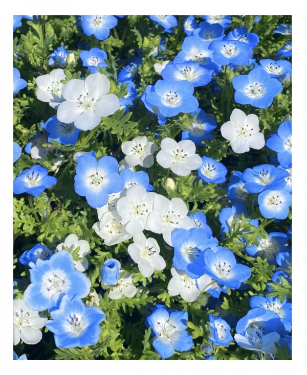 本日🌻画像