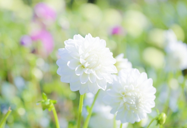 🕊大切なお知らせ🕊画像