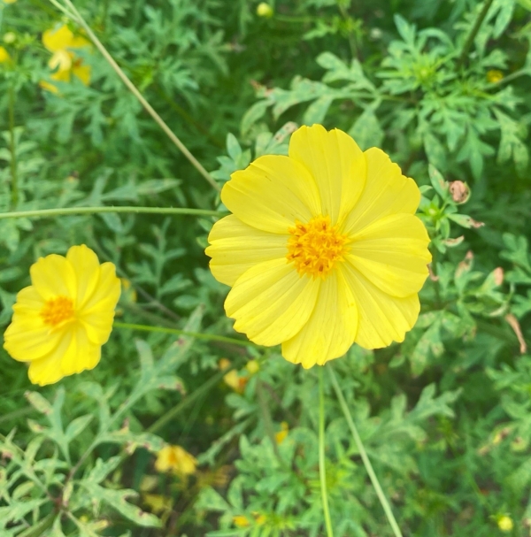🌼来週🌼画像