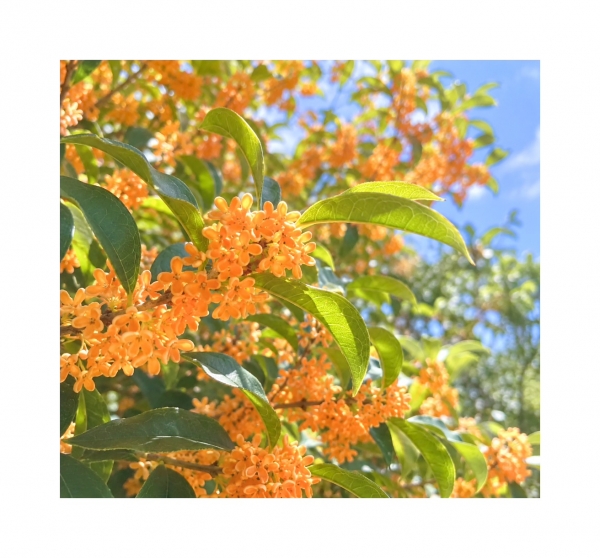 🍂来週🍂画像